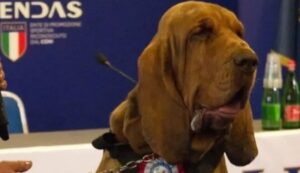 Italian ‘hero’ sniffer dog killed with nail-filled sausages