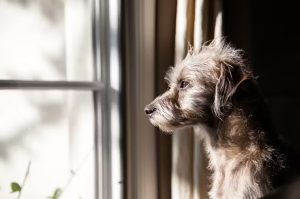Covid Pandemic Dog Thefts