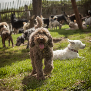 Dogs on holiday at Halo Dogs luxury 5 star dog hotel in North London 