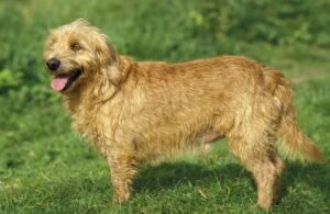 Basset Fauve de Bretagne in kennels-style luxury boarding at Halo Dogs—energetic French hunting hound with a harsh wiry fawn coat, muscular short legs, expressive oval eyes, and medium sickle tail