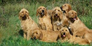 Basset Fauve de Bretagne at Halo Dogs luxury dog hotel and boarding resort—short-legged French scent hound with rough fawn coat, soulful dark-brown eyes, low-set pointed ears, and medium sickle-curved tail