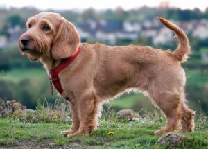 Family-friendly Basset Fauve de Bretagne on a daycare stay at Halo Dogs countryside retreat—rough-coated scent hound with short stocky build, low-set ears, expressive brown eyes, and a gently curved tail