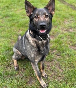 27-year-old man was arrested on suspicion of attempted murder and animal cruelty after police dog Zyla died while chasing him into a lake