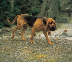 Bloodhound sniffing through the enrichment trails at Halo Dogs