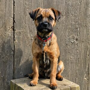 Groomed Border Terrier relaxing at Halo Dogs luxury dog hotel