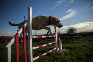 Labrador mid‑air over agility jump at Halo Dogs Enfield agility session, under trainer supervision