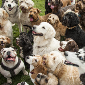 The 10 Most Popular Dog Breeds in the World in 2025