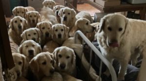 Golden Retriever Attraction Shuts After Court Case