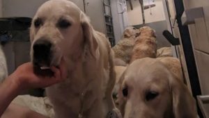 A golden retriever looking straight ahead, with lots of dogs lying behind on soiled mats.