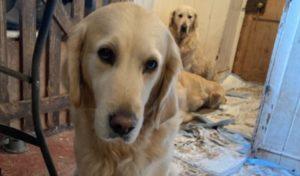 A golden retriever looking straight ahead, with more dogs lying behind on soiled mats.