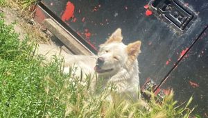 German Shepherd Dog stolen