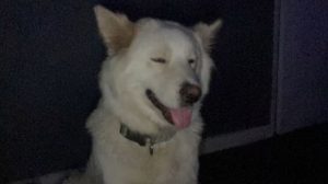 german shepherd stolen from house in surrey