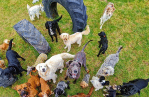 Dedicated Halo Dogs staff supervising happy dogs playing in a spacious countryside field on the 540-acre estate