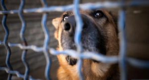 imported rescue dog in a cage