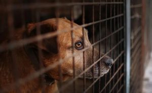 Imported Dogs Posing Risk to UK
