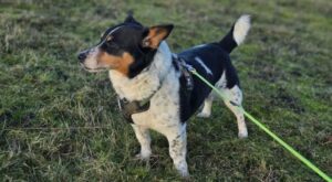 Jimmy the corgi cross recovering after the rescue