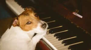 jack russell playing classical music and jazz on the piano