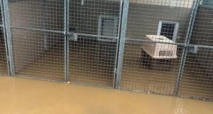 Oak Tree Animals’ Charity Suffers Devastating Flood