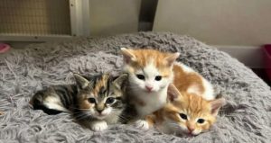 Three rescued kittens cuddled together on a grey cushion at Oak Tree Animals' Charity