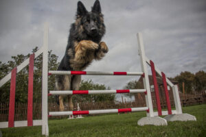 german shepherd jumping over agility jumps at Halo Dogs tailored agility class in North London
