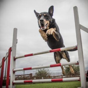 dog agility classes in London at Halo Dogs