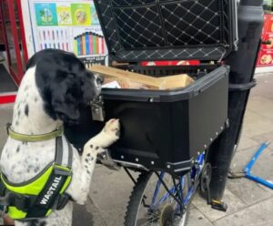 “Hero” hound sniffs out erectile dysfunction pills