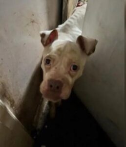 Dog Rescued from Abandoned Home is Now Thriving