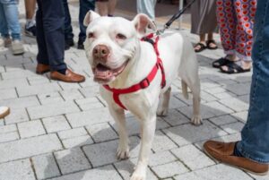 Tilly was rescued almost three months ago but has made a remarkable recovery