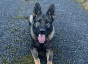 Finances ‘a factor’ in decision to euthanise police dog hit by car
