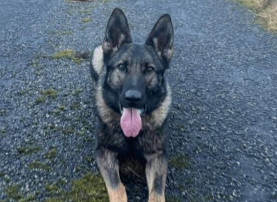 PD Zara, a German Shepherd police dog, pictured before the incident