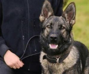police dog zara being trained by police scotland before being euthanised 