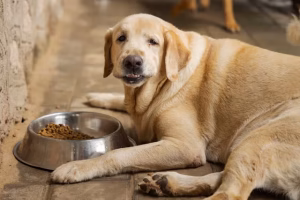 Ozempic for Dogs